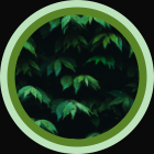 Linoseeds login avatar